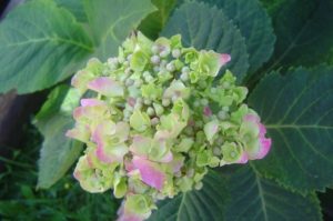 hortensia_bouture